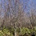 紫叶李6-10公分，容器苗，全冠、成活率高