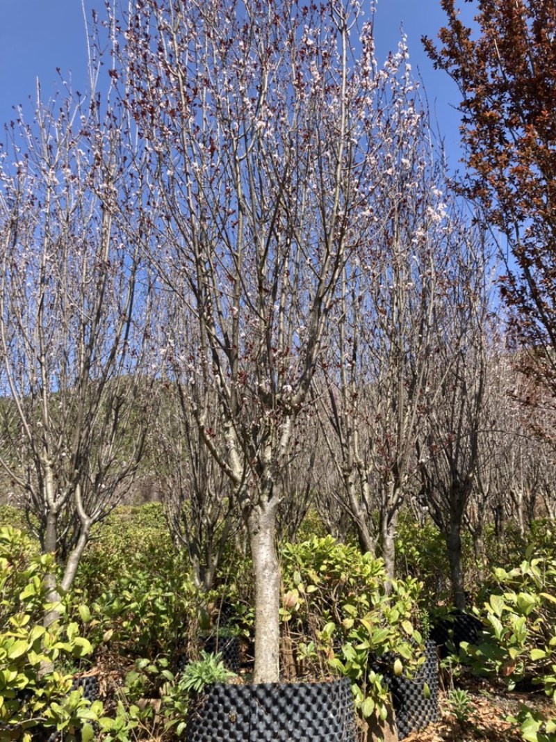 紫叶李6-10公分，容器苗，全冠、成活率高