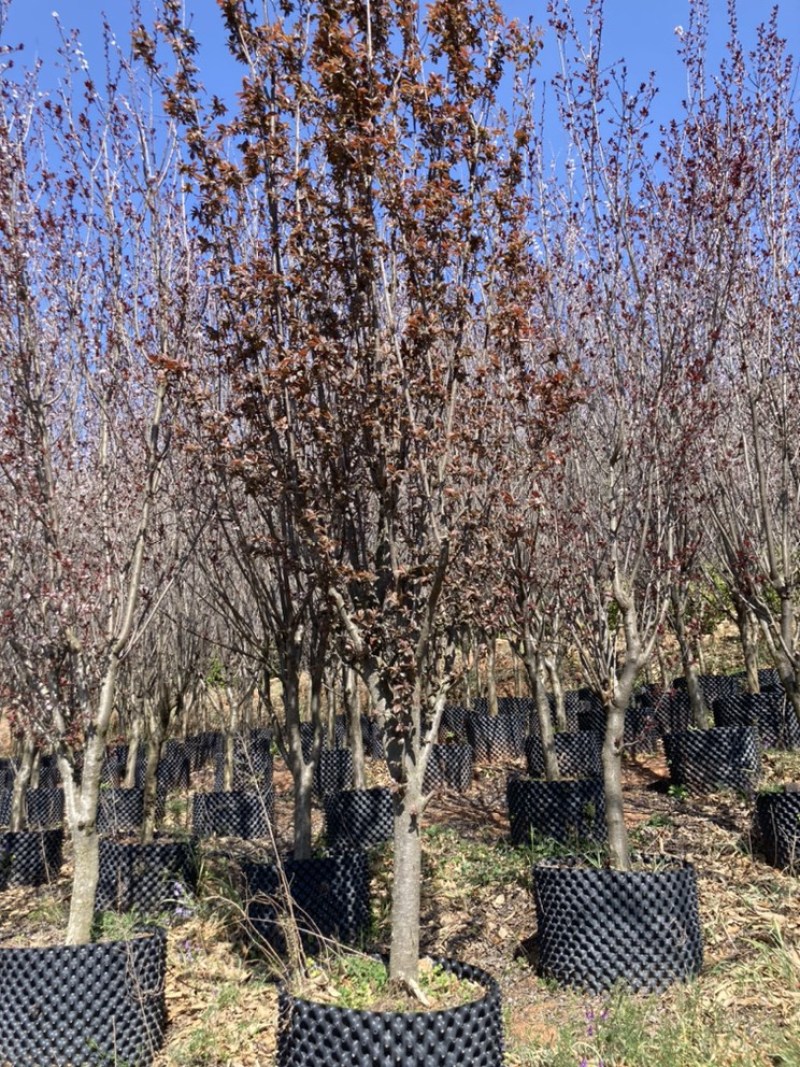 紫叶李6-10公分，容器苗，全冠、成活率高