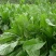 鲁梅克斯种子营养价值高新品多年生牧草种子四季牧草种子