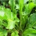 鲁梅克斯种子营养价值高新品多年生牧草种子四季牧草种子