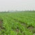 鲁梅克斯种子营养价值高新品多年生牧草种子四季牧草种子