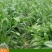 鲁梅克斯种子营养价值高新品多年生牧草种子四季牧草种子