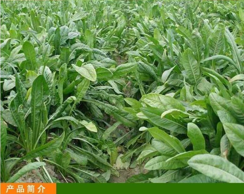 鲁梅克斯种子营养价值高新品多年生牧草种子四季牧草种子