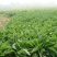 鲁梅克斯种子营养价值高新品多年生牧草种子四季牧草种子