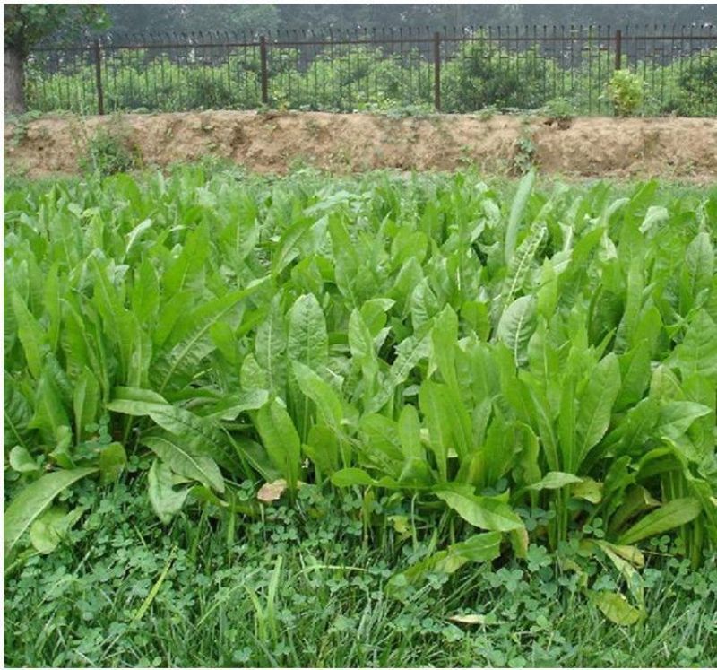 鲁梅克斯种子营养价值高新品多年生牧草种子四季牧草种子