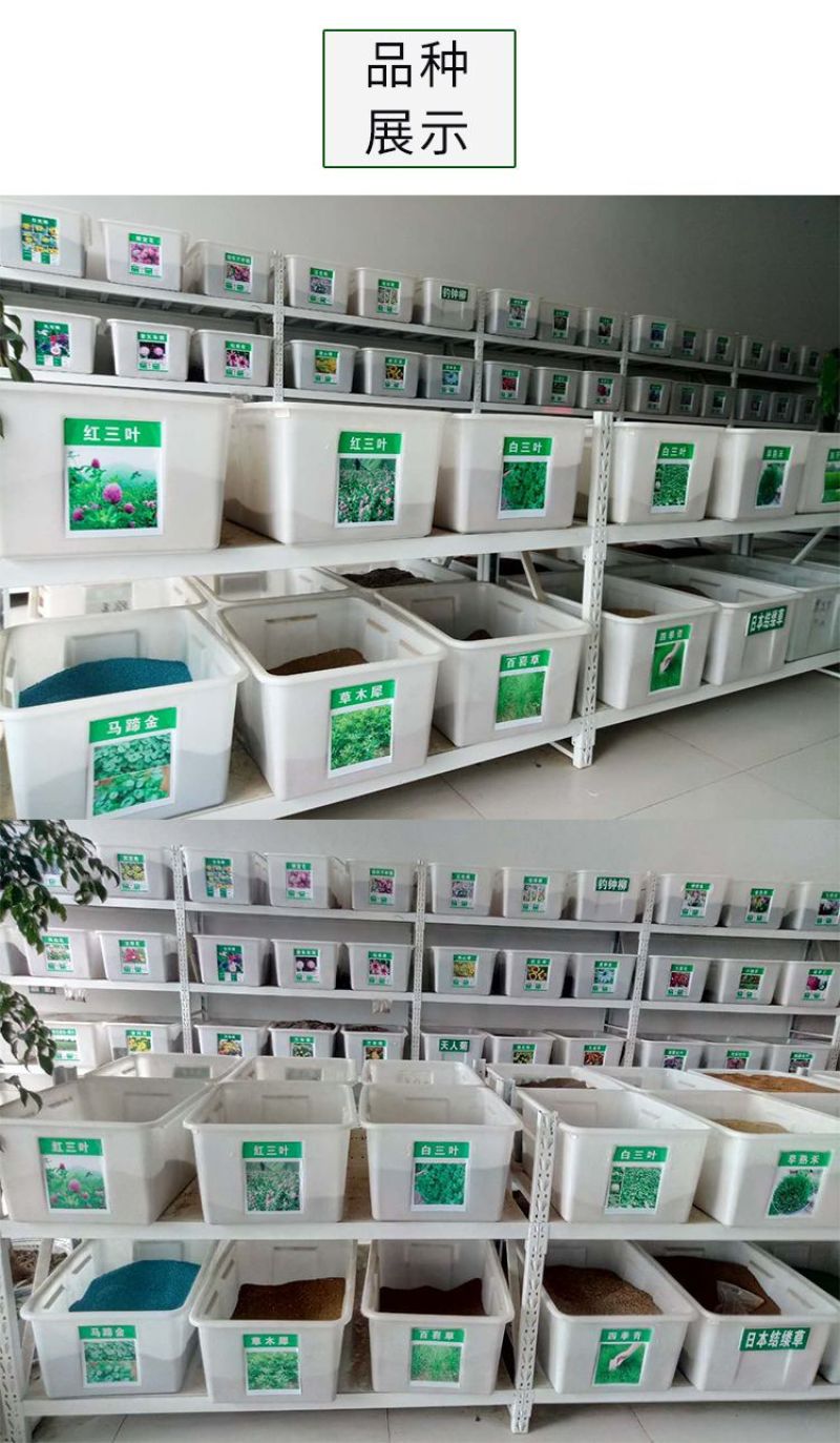 鲁梅克斯种子营养价值高新品多年生牧草种子四季牧草种子