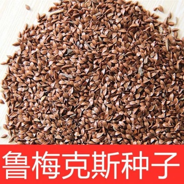 鲁梅克斯种子营养价值高新品多年生牧草种子四季牧草种子