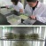 鲁梅克斯种子营养价值高新品多年生牧草种子四季牧草种子