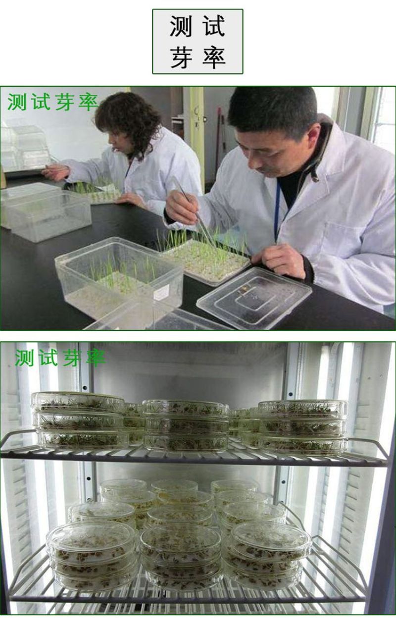 鲁梅克斯种子营养价值高新品多年生牧草种子四季牧草种子