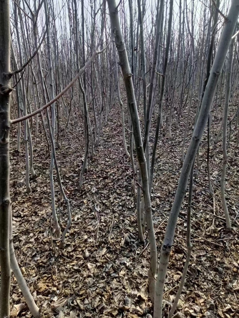 河南薄皮核桃树苗基地直发大量供应质量保证价格优惠