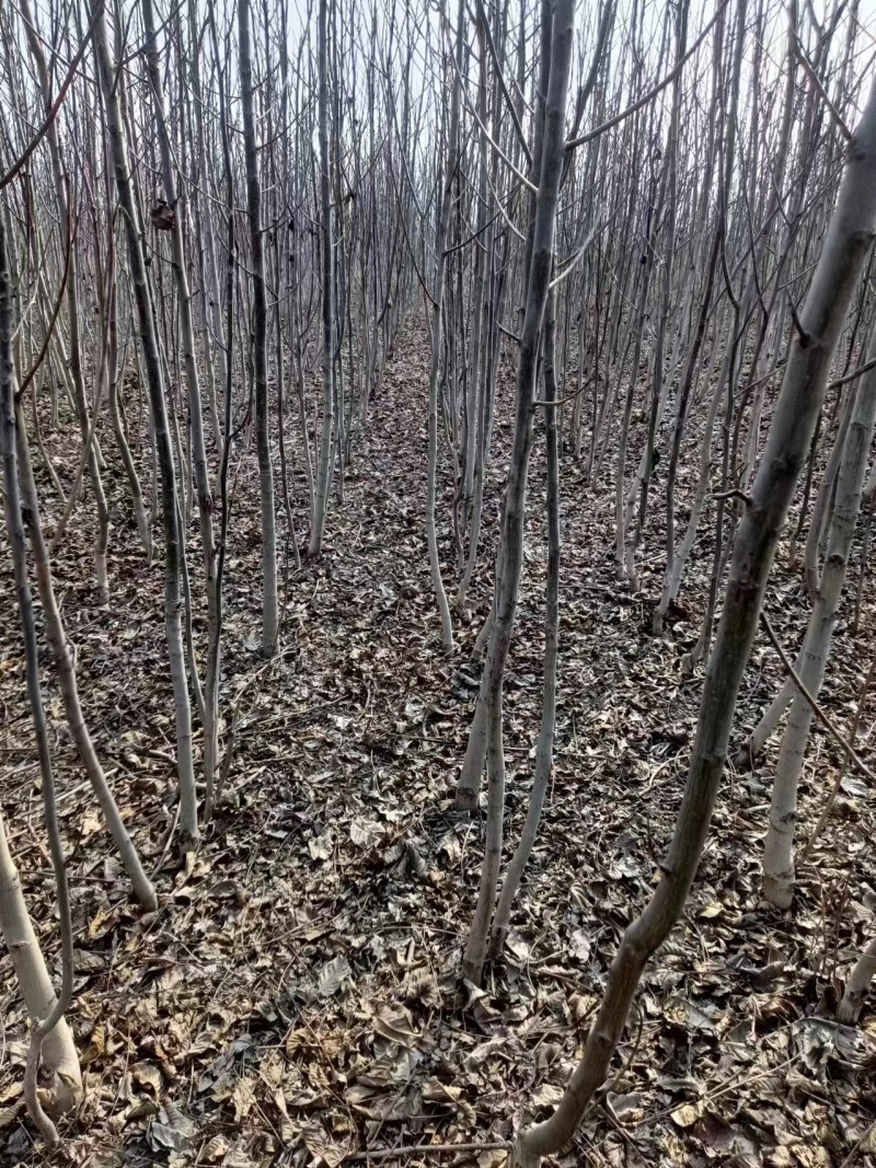 河南薄皮核桃树苗基地直发大量供应质量保证价格优惠