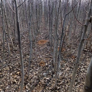 河南薄皮核桃树苗基地直发大量供应质量保证价格优惠