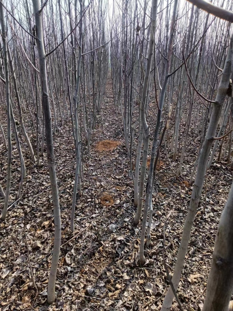河南薄皮核桃树苗基地直发大量供应质量保证价格优惠