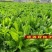 鲁梅克斯种子营养价值高新品多年生牧草种子四季牧草种子