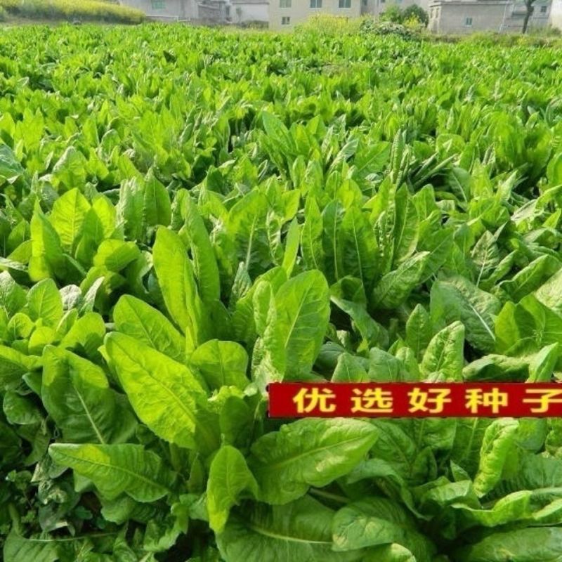 鲁梅克斯种子营养价值高新品多年生牧草种子四季牧草种子