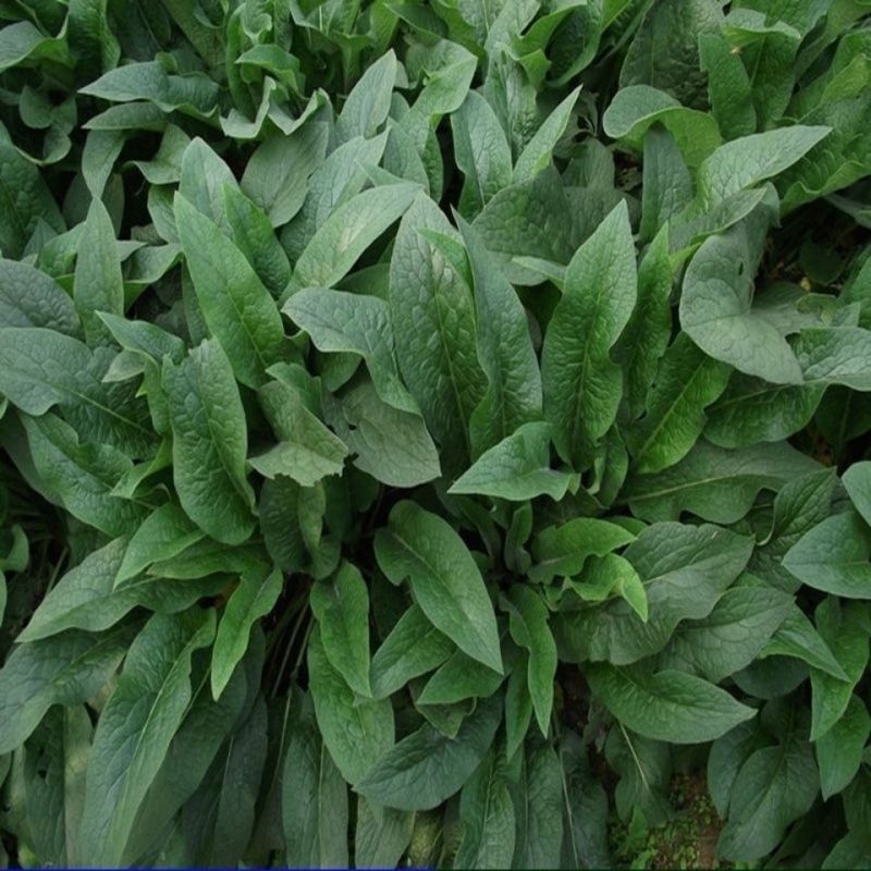 鲁梅克斯种子营养价值高新品多年生牧草种子四季牧草种子