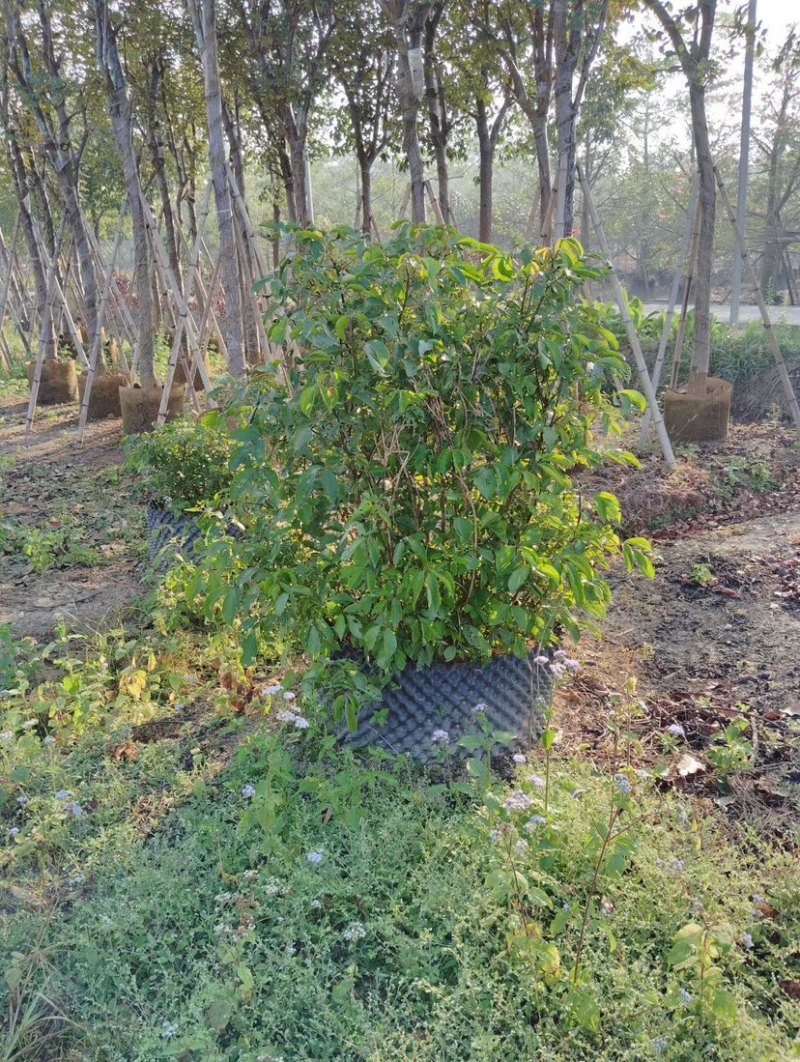 秋枫球基地直销规格齐全欢迎老板来电咨询合作