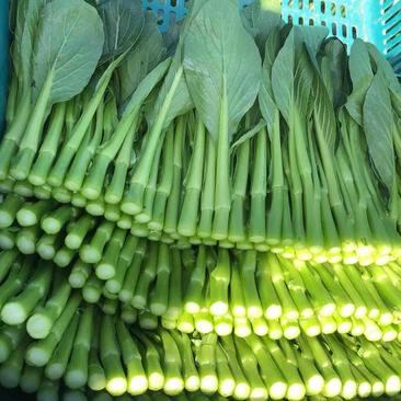 精品广东菜苔，基地直销，订单种植长年稳定供应
