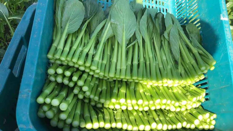精品广东菜苔，基地直销，订单种植长年稳定供应