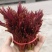 精品头茬香椿芽