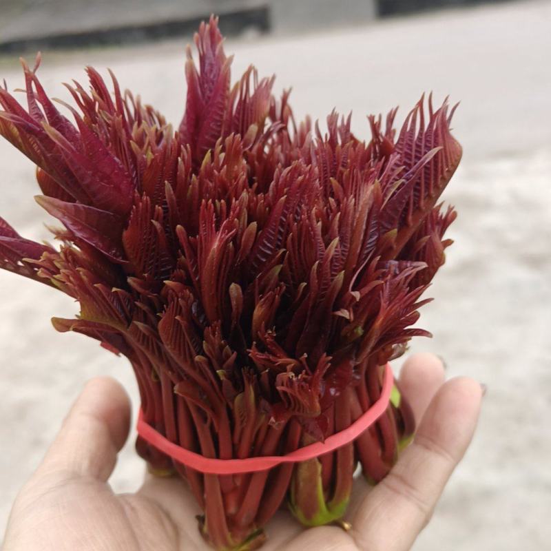 精品头茬香椿芽