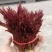 精品头茬香椿芽