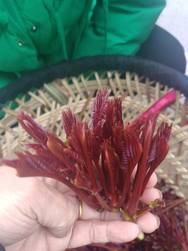 精品头茬香椿芽