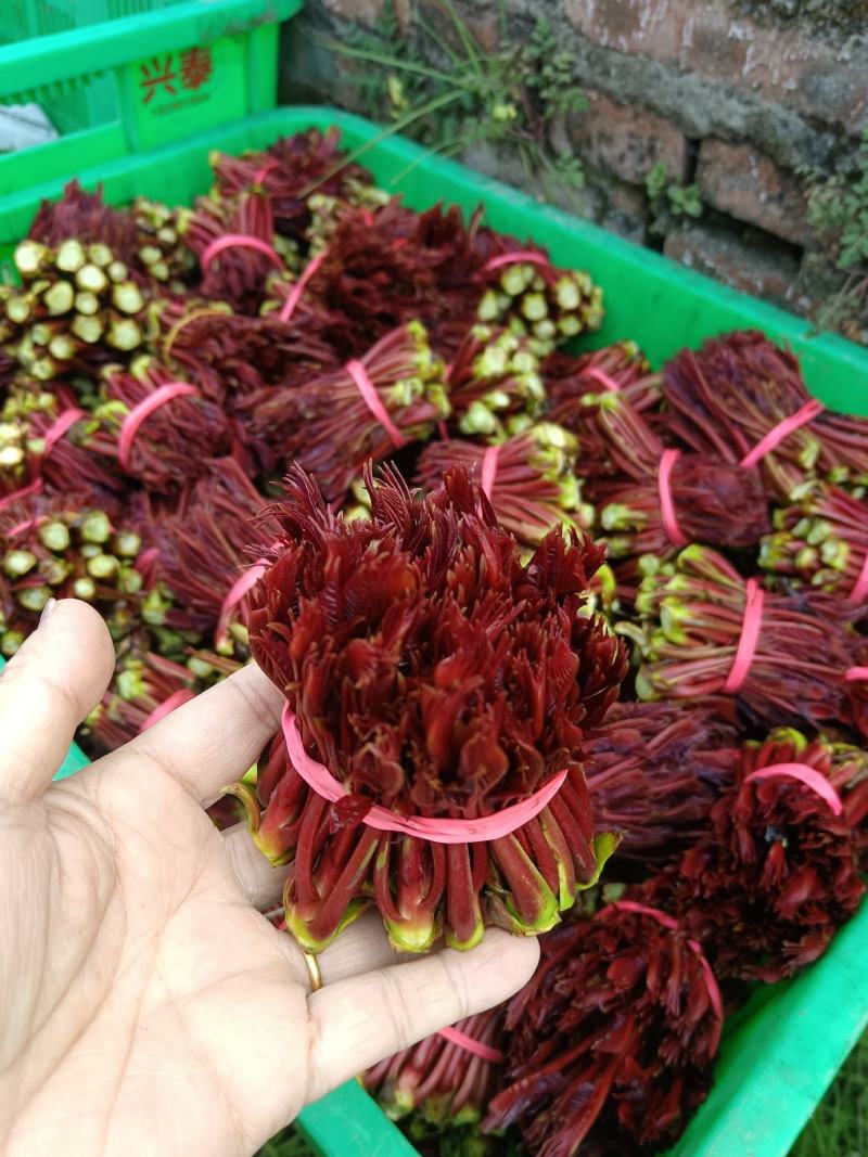 精品头茬香椿芽