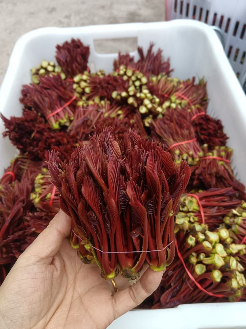 精品头茬香椿芽