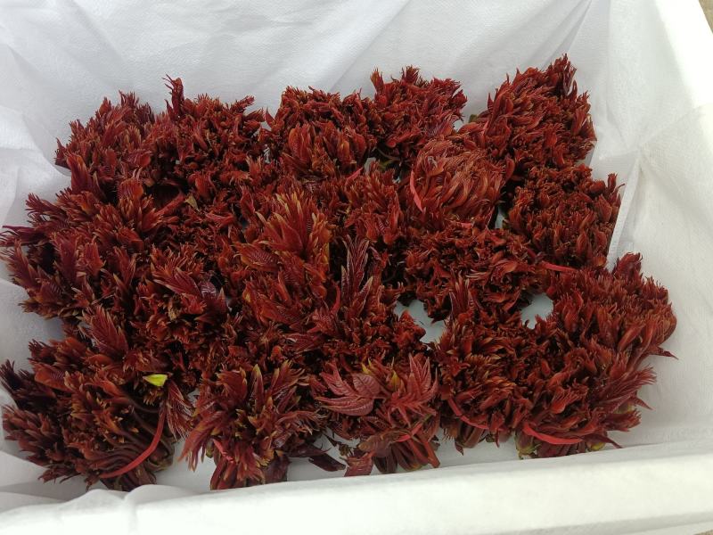 精品头茬香椿芽