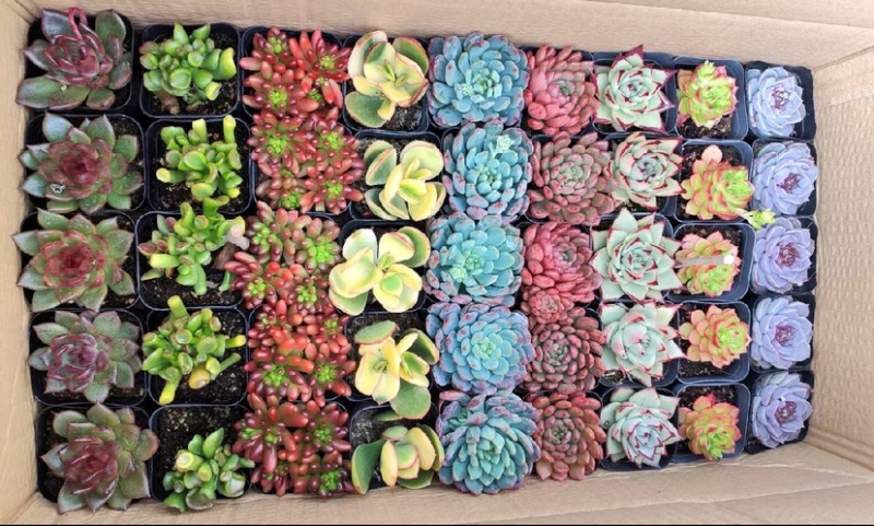 ✅精品多肉植物种植肉肉植物绿植花卉盆栽大盆多肉植物批发