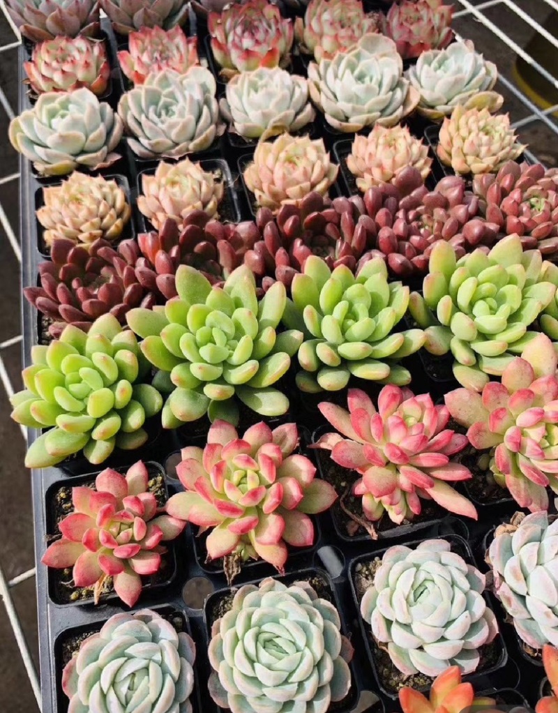 ✅精品多肉植物种植肉肉植物绿植花卉盆栽大盆多肉植物批发