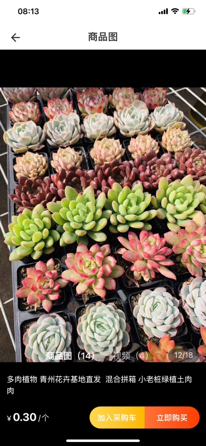 ✅精品多肉植物种植肉肉植物绿植花卉盆栽大盆多肉植物批发