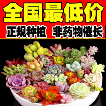 ✅精品多肉植物种植肉肉植物绿植花卉盆栽大盆多肉植物批发