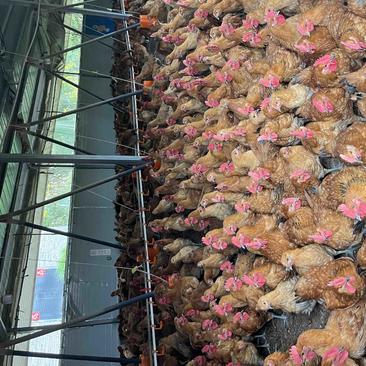 大红瑶鸡，重庆梁平大量有货，欢迎咨询