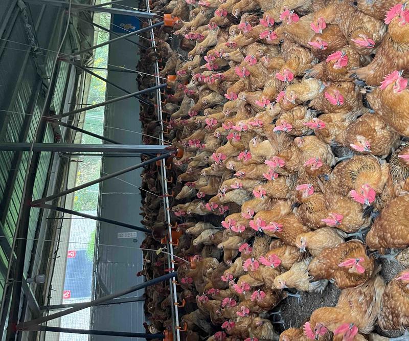 大红瑶鸡，重庆梁平大量有货，欢迎咨询