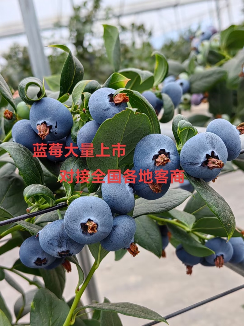 蓝莓大量上市莱克西公爵L25L绿宝石