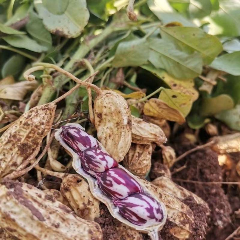 云南文山【彩色花生】基地直发质量保证欢迎来电