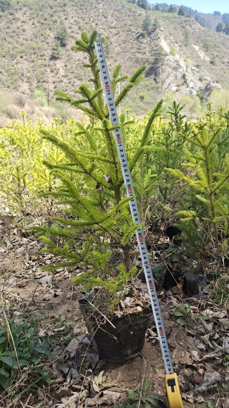 云杉杯苗高度30杯子13—16