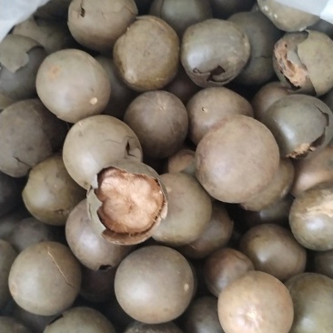 罗汉果破果大量供应价格优惠