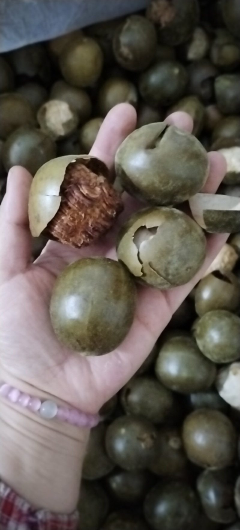 罗汉果破果大量供应价格优惠