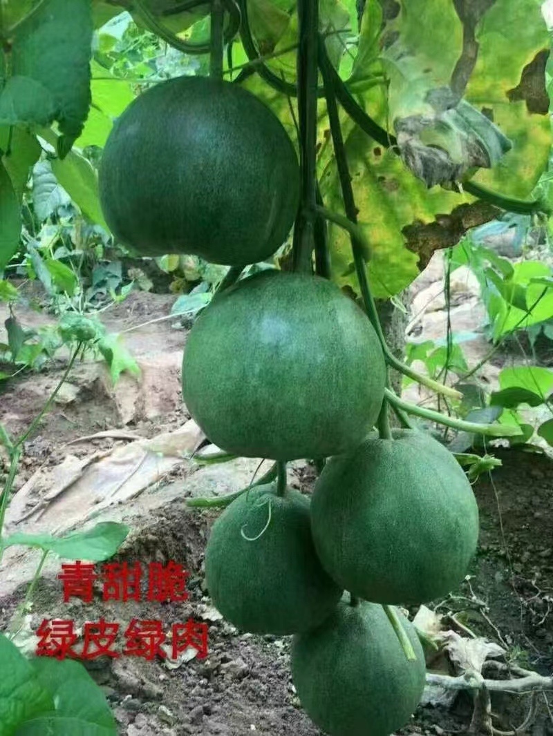 绿宝石甜瓜嫁接苗直根绿宝石甜瓜苗嫁接甜瓜苗