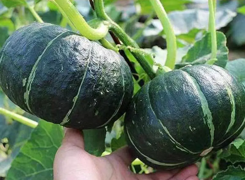 一个成熟的贝贝南瓜放置在木桌上,呈扁圆形状,表皮为深墨绿色带有不规则浅绿色纵向条纹,表面光滑有蜡质感;瓜蒂粗壮木质化,呈黄褐色,与瓜体连接处可见明显的五角星形疤痕结构;背景为自然光下的厨房台面,旁边配有尺子显示南瓜直径约为15厘米 贝贝南瓜整体外观特写