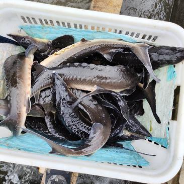 【热卖】贵州泉水鲟鱼货源充足可对接大型商超市场酒店餐饮