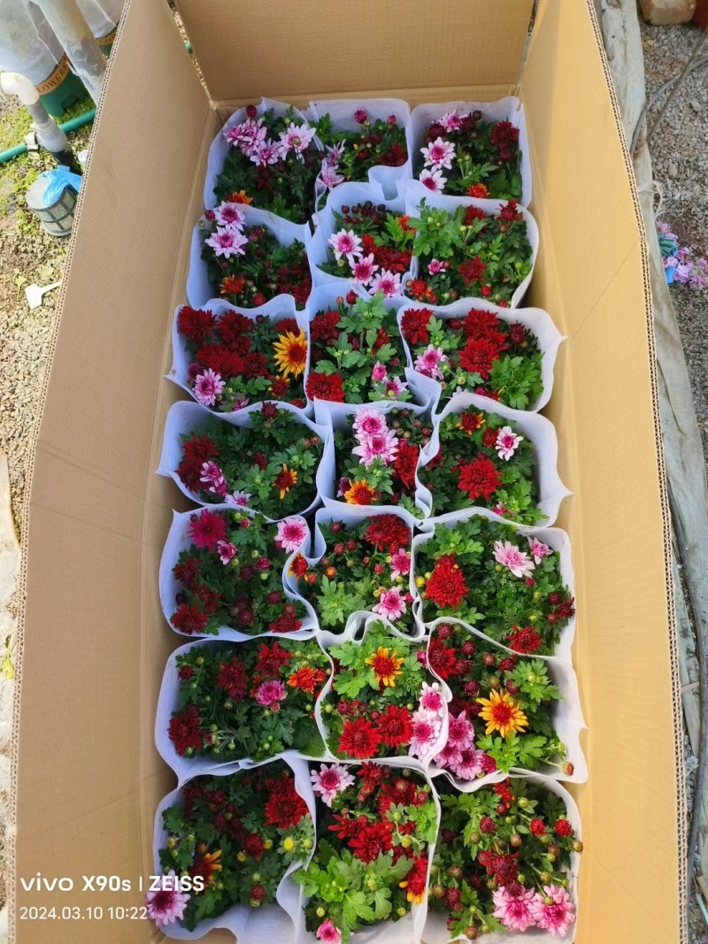 荷兰菊