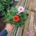 荷兰菊