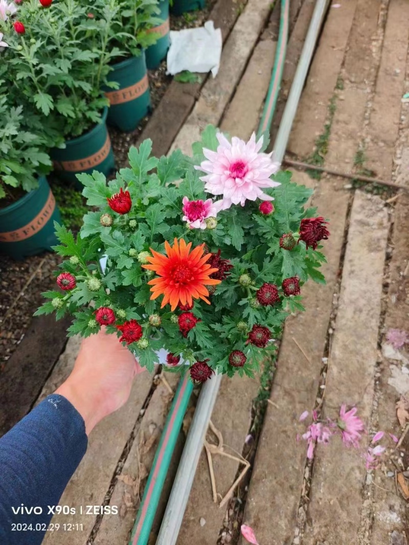 荷兰菊
