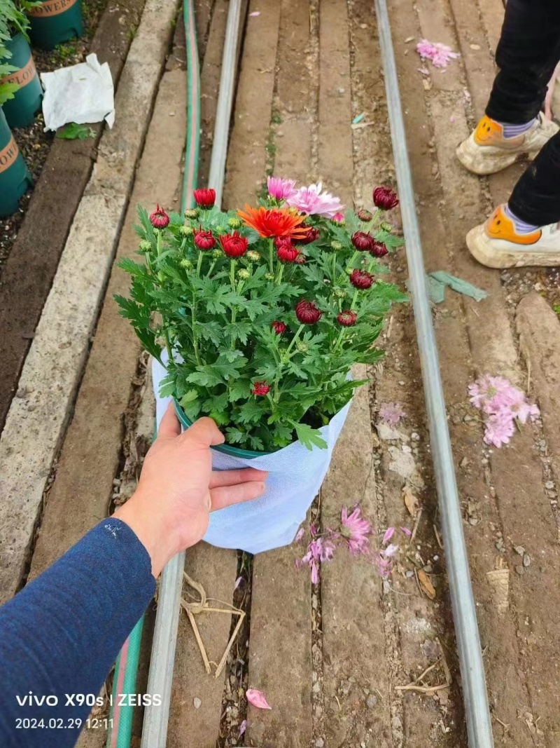 荷兰菊