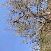石榴树16-20公分，树形优美，容器苗，成活率高